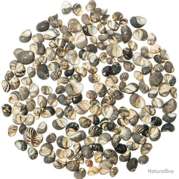 Coquillages nerita exuvia - 1 � 2 cm - 100 grammes