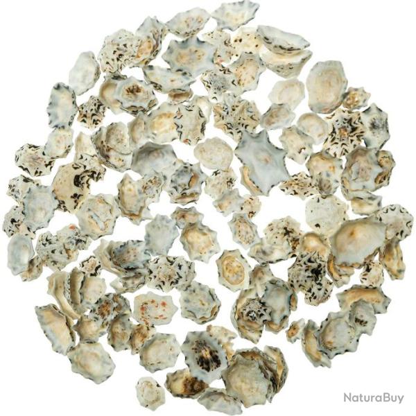 Coquillages patella star - 1.5 � 2.5 cm - 100 grammes