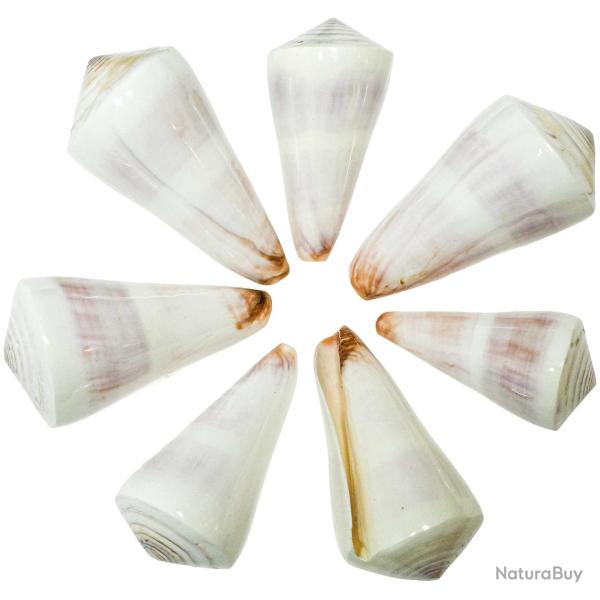 Coquillages conus kintoki polis - Lot de 2