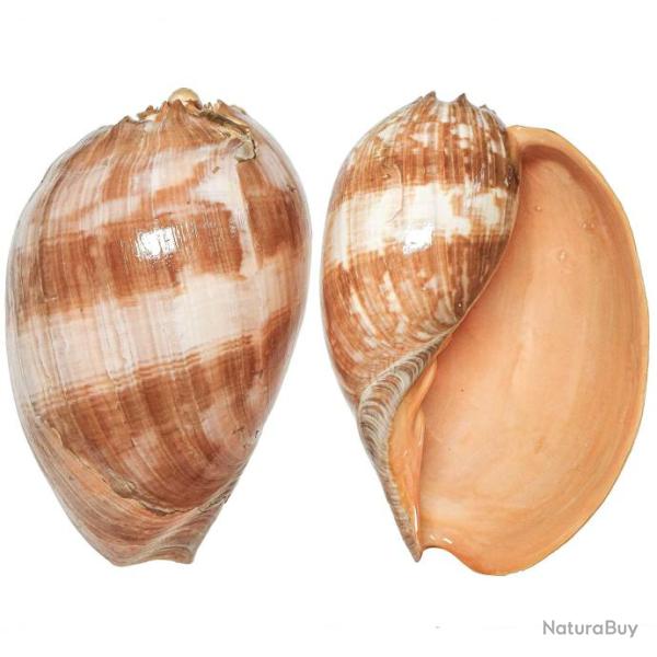 Coquillage voluta melo amphora 18 � 22 cm