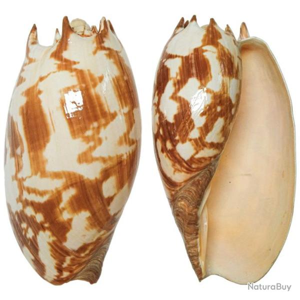 Coquillage voluta melo amphora 12 � 14 cm
