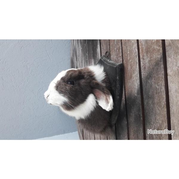 Taxidermie de Lapin B�lier ; Oryctolagus cuniculus