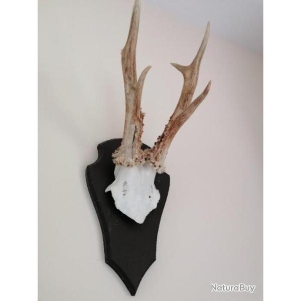 MASSACRE DE  CHEVREUIL