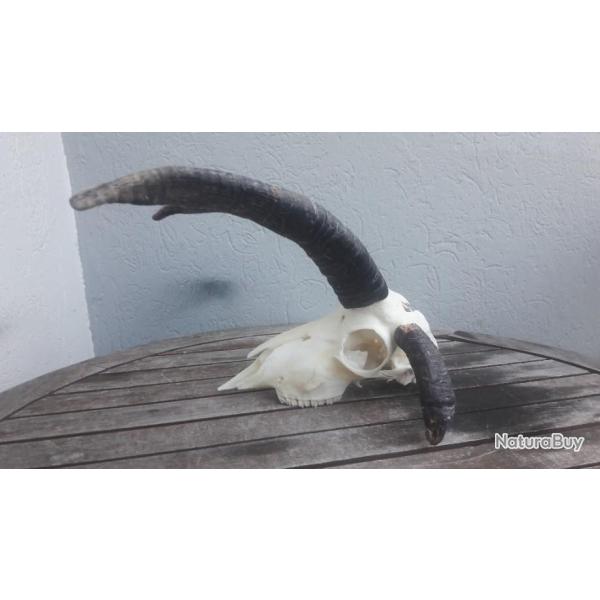 Crne de blier Jacob 3 cornes avec pathologie