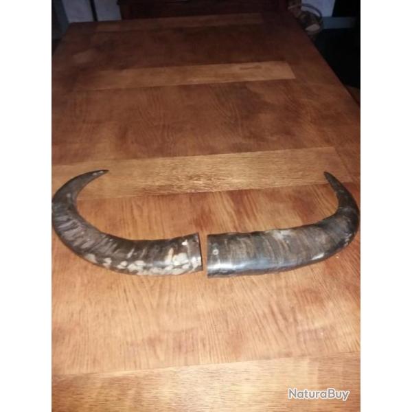 Paire de cornes de buffle