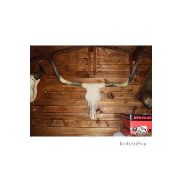 Paire de "Longhorns" pour D�coration, Saloon, Cowboy,Country,etc...