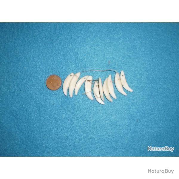 Canines de coyote pour colliers ou autre d�coration