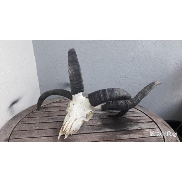 Grand crne de blier Jacob  4 cornes