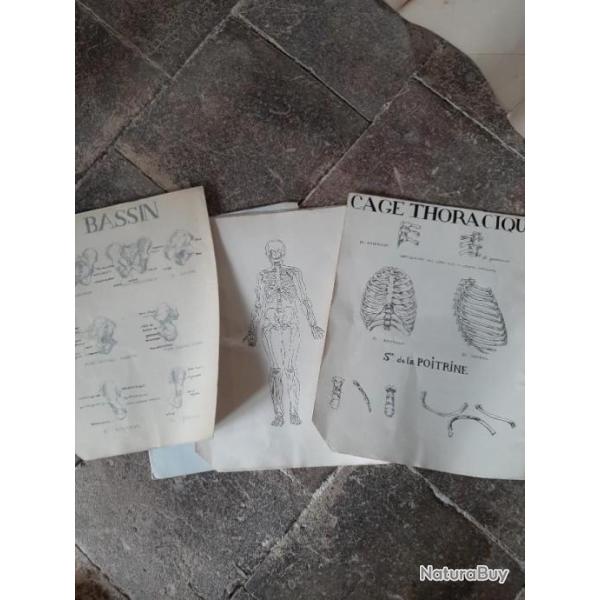 Dessins anatomiques, curiosa