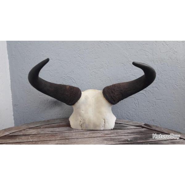 Massacre de  Gnou bleu ; Connochaetes taurinus #L18M(3)