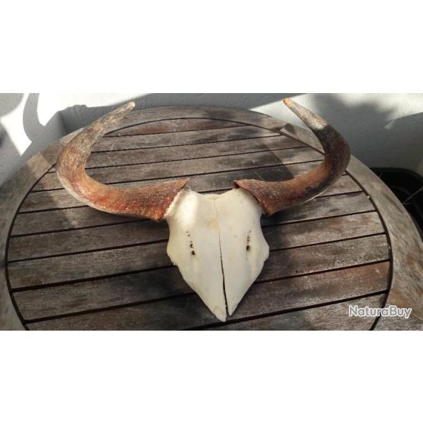 Massacre de  Gnou bleu ; Connochaetes taurinus #L18M(7)