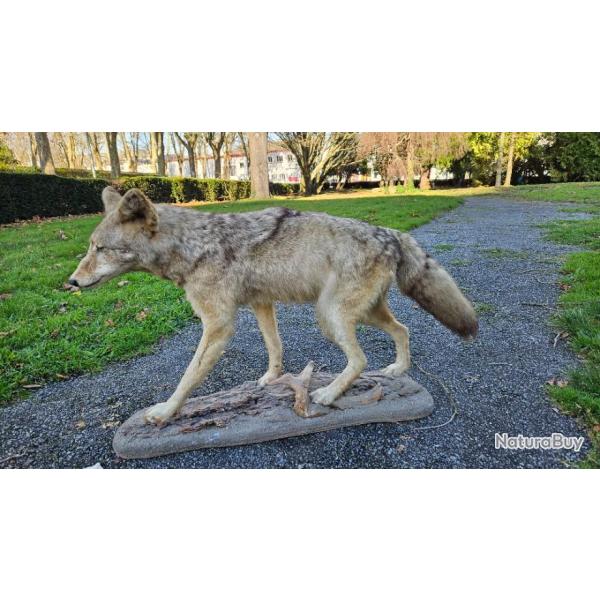 Taxidermie de Coyote d'Amrique du Nord corps entier ; Canis latrans