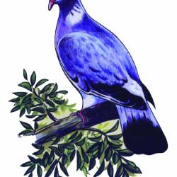 AUTOCOLLANT COULEUR PALOMBE A4 DECOUPE A LA FORME