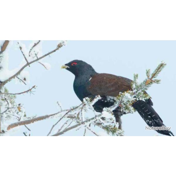 VOYAGE DE CHASSE AUX GRANDS TTRAS EN LAPONIE FINLANDAISE