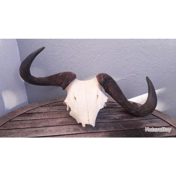 Massacre de  Gnou bleu ; Connochaetes taurinus #L18M(6)