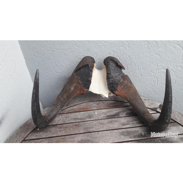 Massacre de  Gnou noir ; Connochaetes gnou #L18M(13)