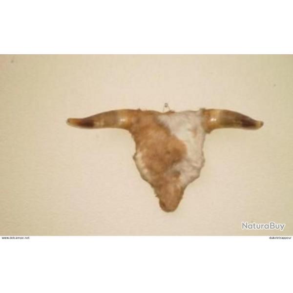 Cornes de vache pour Saloon !