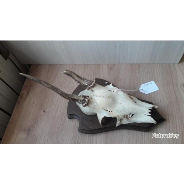 Trophe de chevreuil sur cusson #L36(35)