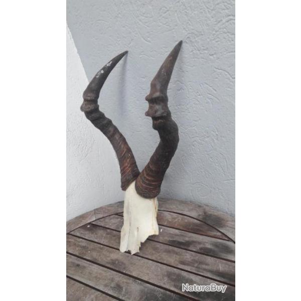 Massacre de Bubale roux ; Alcelaphus buselaphus #L18M(12)