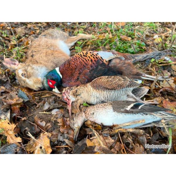 Chasse mixte en Angleterre