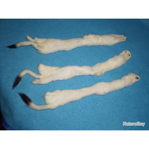 Peau d'hermine blanche : Indianiste, Trappeur, Trade, Rassemblement !