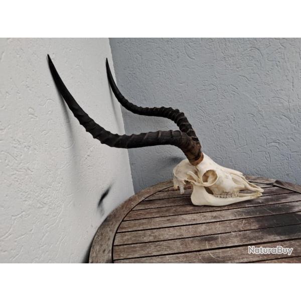 Cr�ne d' Impala avec m�choire ( Aepyceros melampus ) #3101