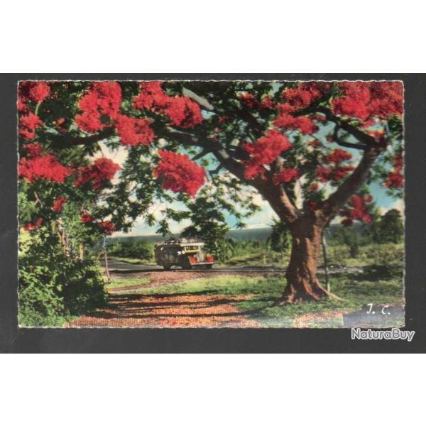 la runion flamboyant et autocar   cpsm carte postale semi-moderne