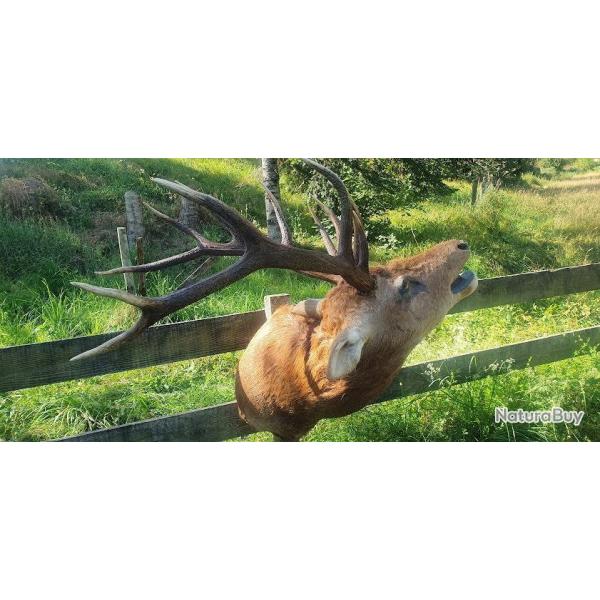 cerf 12 cors  au brame