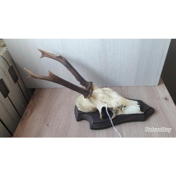 Trophe de chevreuil sur cusson #L36(25)