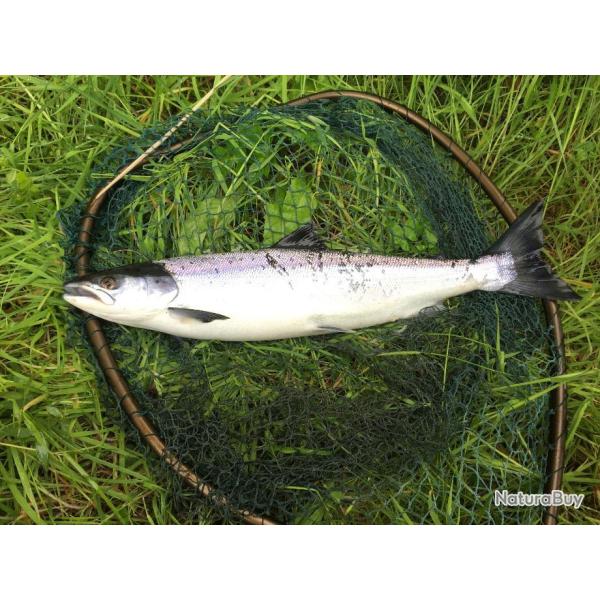 mouche saumon modle Picasse Grise numro 12 hameon double