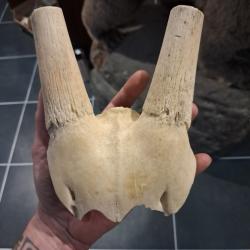 Massacre d' Oryx ; Oryx gazella #1