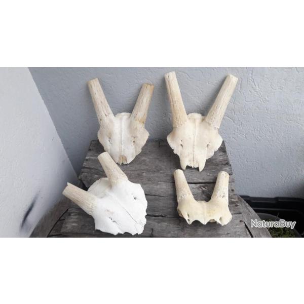 Lot de 4 massacres d' Oryx