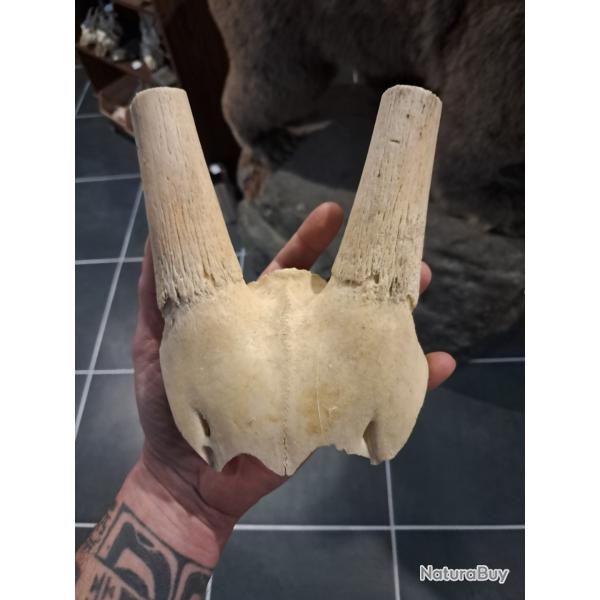 Massacre d' Oryx ; Oryx gazella #1