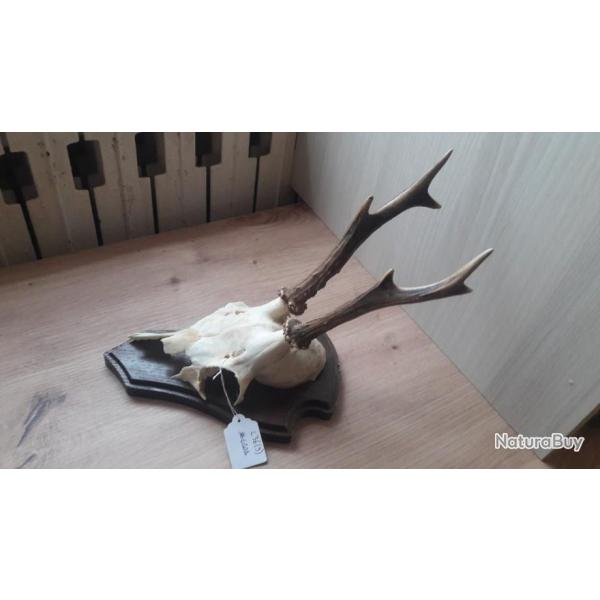 Trophe de chevreuil sur cusson #L36(9)