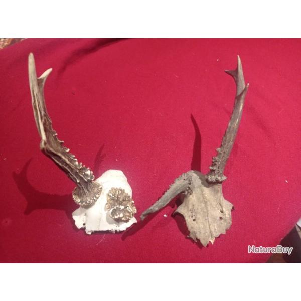 Lot de 2 troph�es de chevreuil t�te bizarre anomalie cabinet de curiosit�s