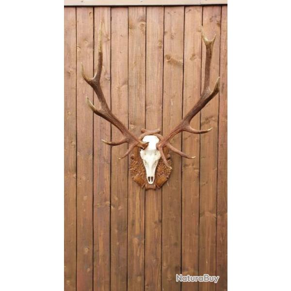 Troph�e de cerf 12cors irr�gulier