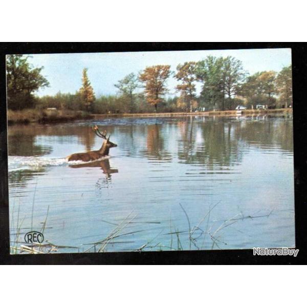 cerf en �tang  carte postale moderne