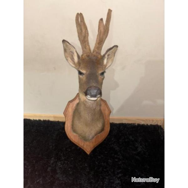 T�te de chevreuil