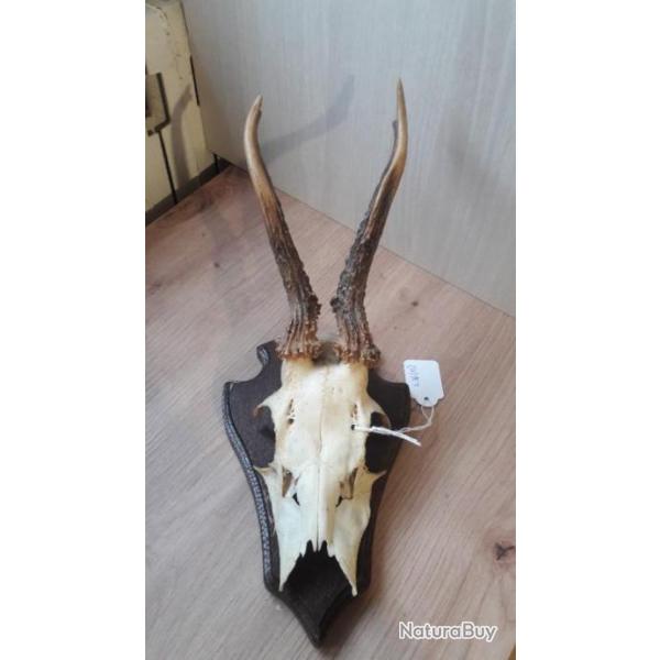 Troph�e de chevreuil sur �cusson ; t�te bizarde  #L36(13)