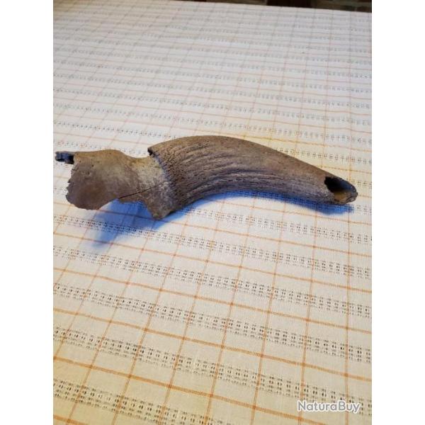 Taxidermie - Fossile - Corne De Bovid�