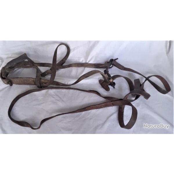 FR273612.a Bridon et licol 6Dragon