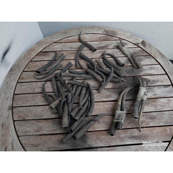 Corne de Springbok femelle #L75C