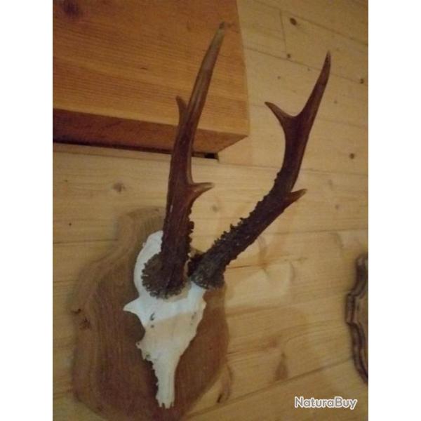 Massacre chevreuil brocard