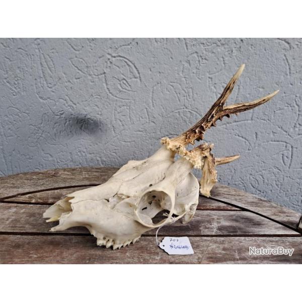 Crne de chevreuil ; tte bizarde #707