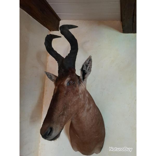 Montage en cape de bubale