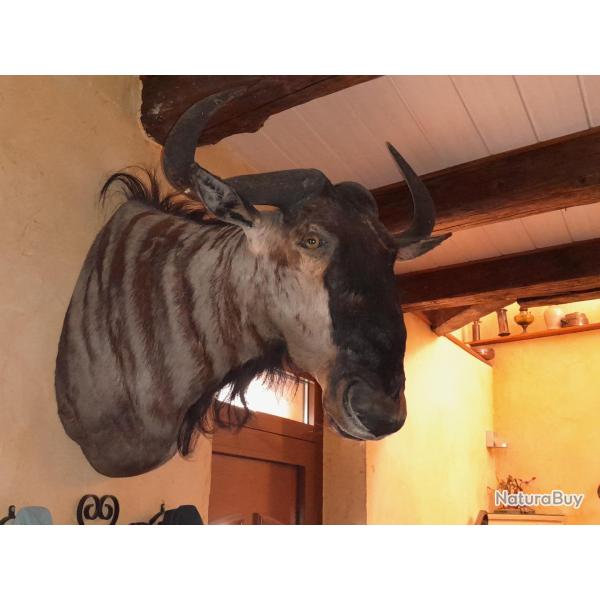 Montage en cape de gnou bleu