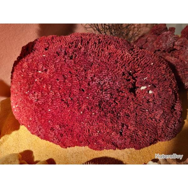 Magnifique grand Corail rouge ancien