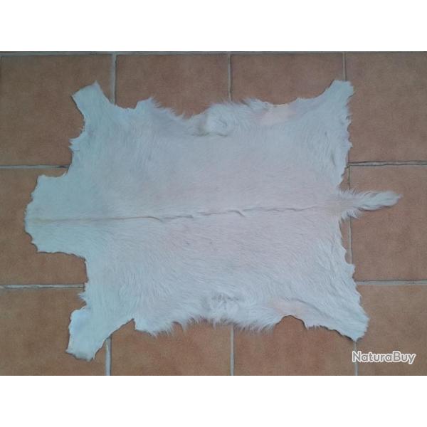 Peau de chevreau blanc