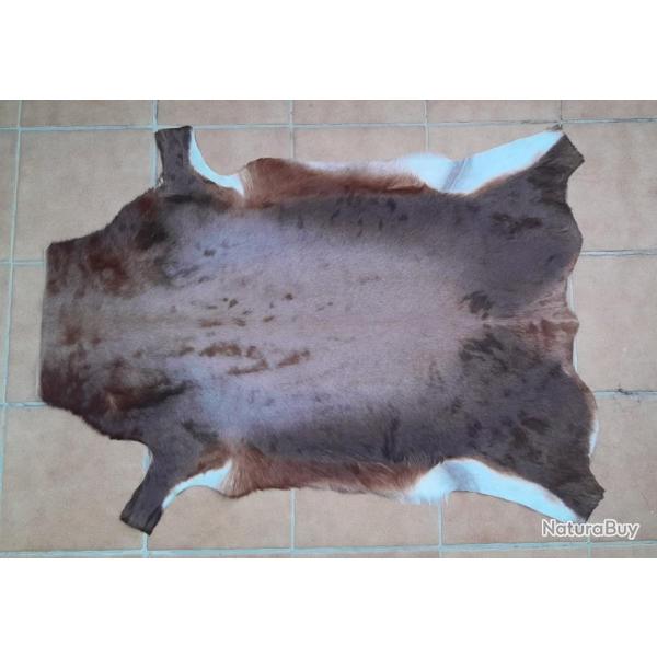 Peau de gazelle africaine