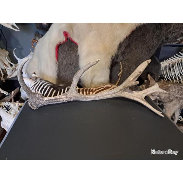 Bois de cerf laphe 11 pointes ; Cervus elaphus